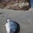 Horse Beach Caught Bream - Southern Oman